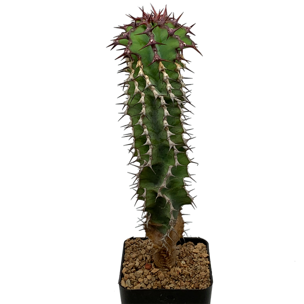 Euphorbia 'not virosa'