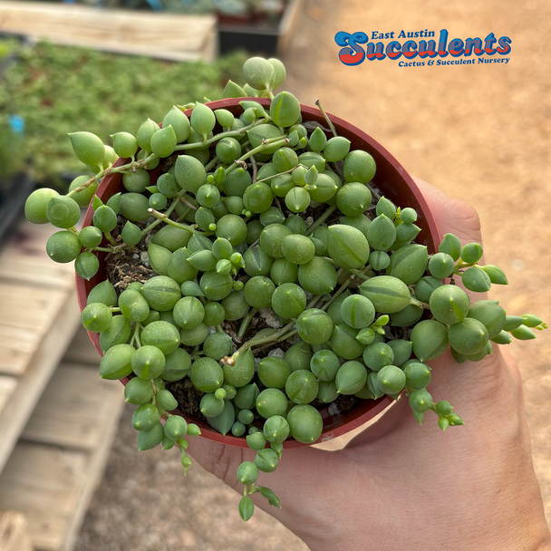 Senecio rowleyanus 'String of Tears'