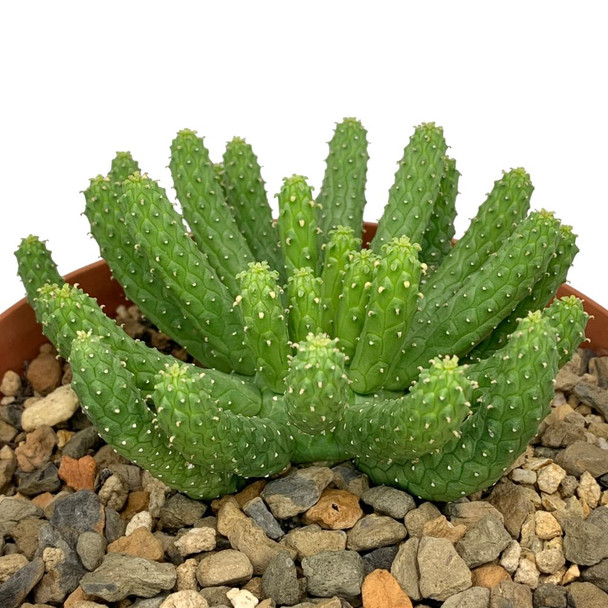 Euphorbia inermis var. huttonae