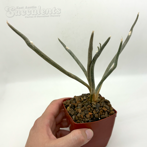 Astrophytum caput-medusae