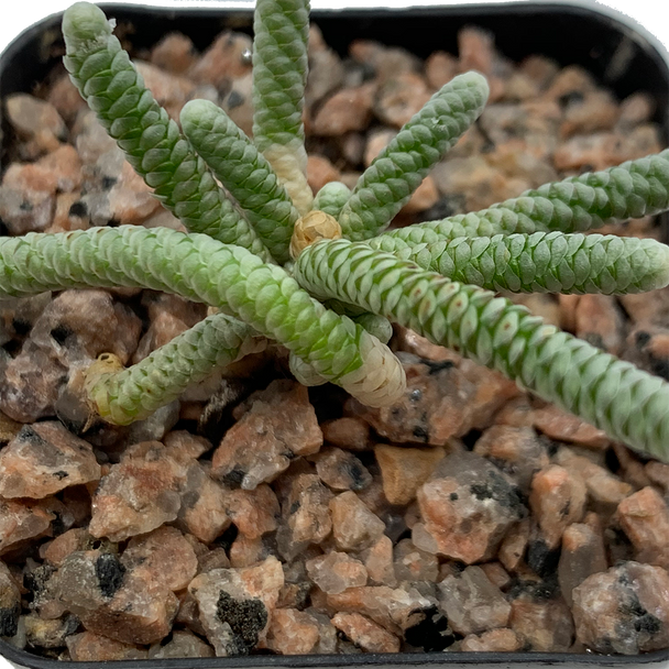 Avonia papyracea subs. namaensis