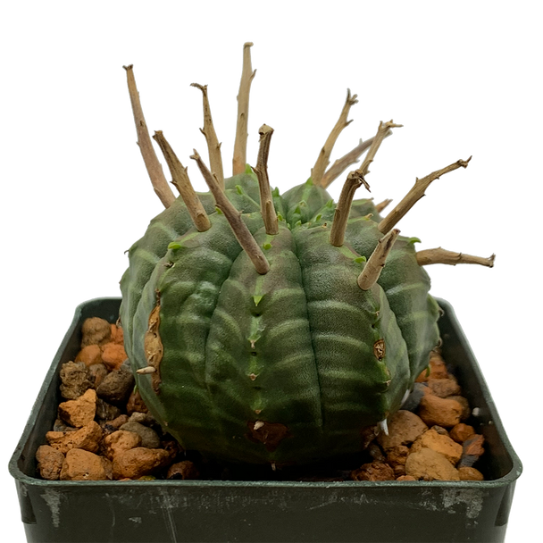 Euphorbia valida