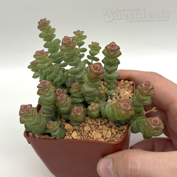 Crassula rupestris 'Tom Thumb'