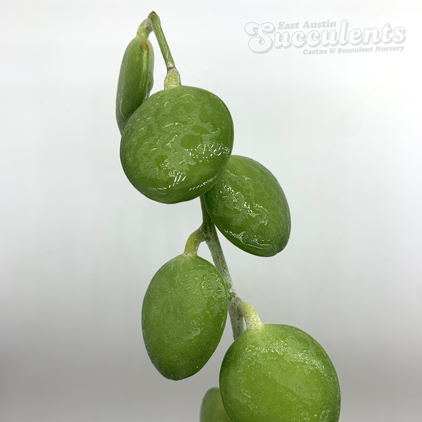 Xerosicyos danguyi