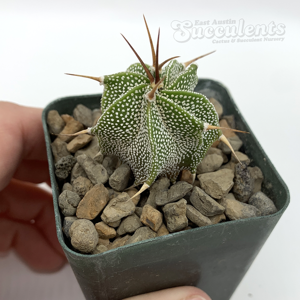 Astrophytum ornatum