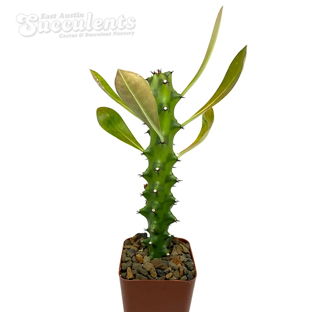 Euphorbia neriifolia 'Sahyadri Mountain'