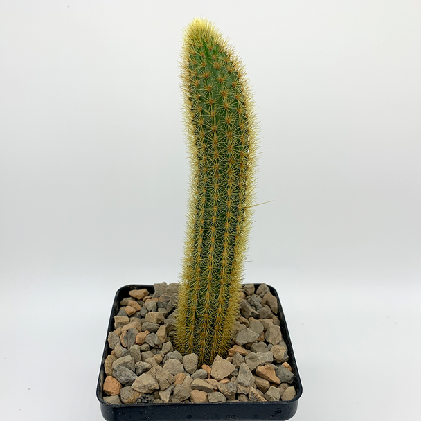Cleistocactus winteri "Golden Rat Tail" [small]