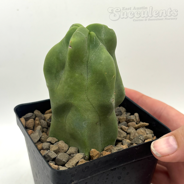 Lophocereus schottii monstrose totem pole cactus for sale at East Austin Succulents