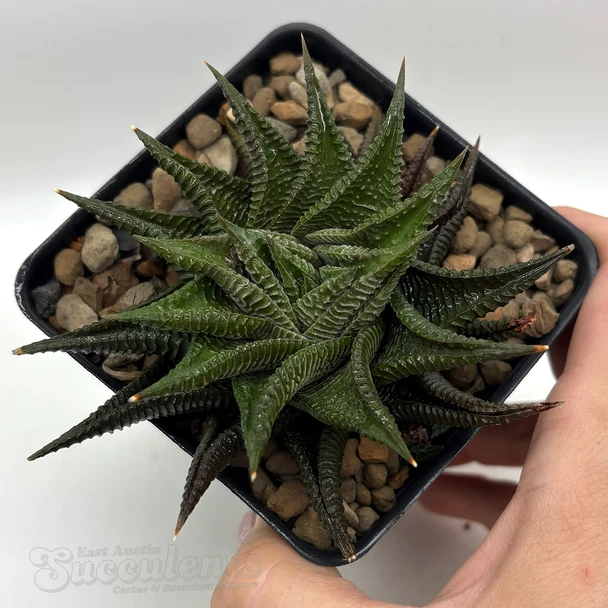 Haworthiopsis limifolia