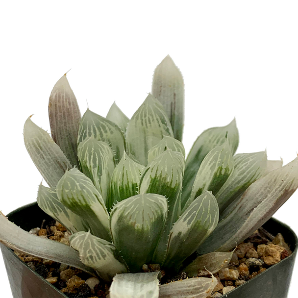 Haworthia cooperi var. gracilis white variegate