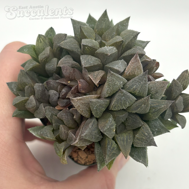 Haworthia 'Sugar Plum'