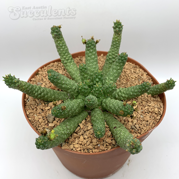 Euphorbia esculenta hybrid