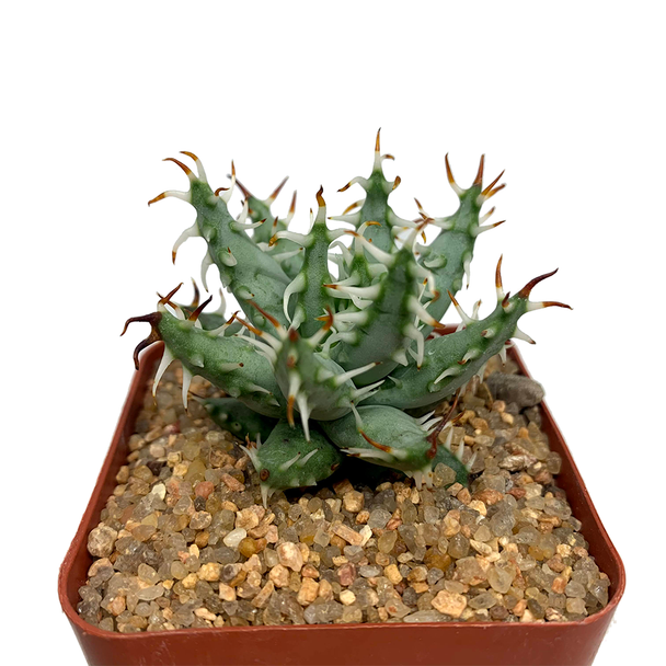 Aloe erinacea for sale at East Austin Succulents