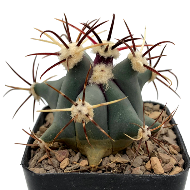 Ferocactus emoryi