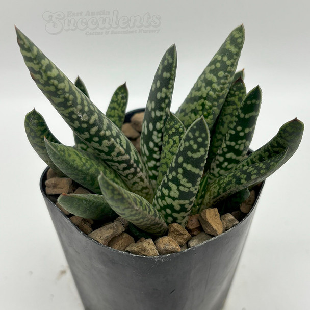 Gasteria maculata Nova