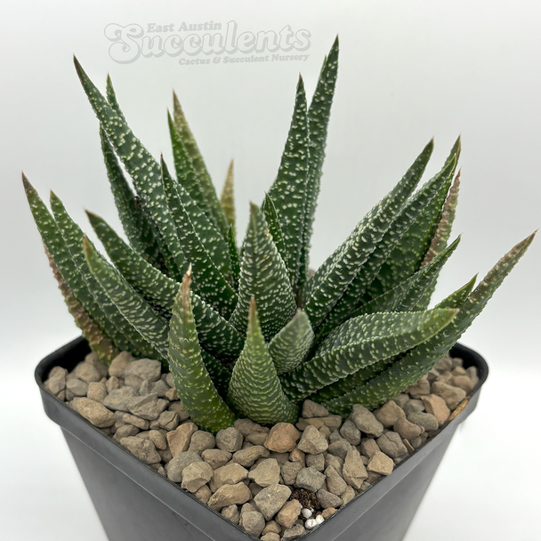 Gasteraloe beguinii