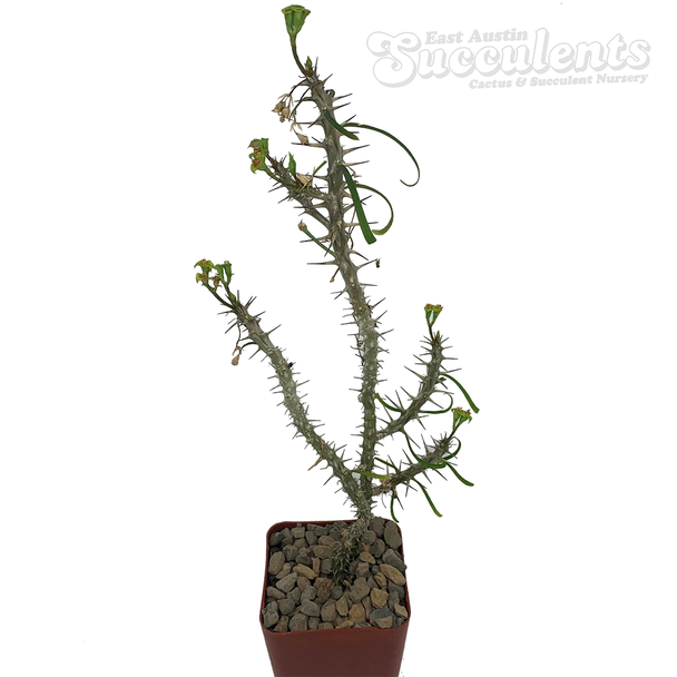 Euphorbia genoudiana