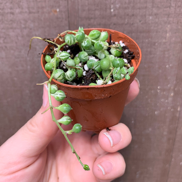 Senecio rowleyanus variegata 'Variegated String of Pearls'