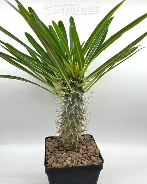 Pachypodium lamerei 'Madagascar Palm'