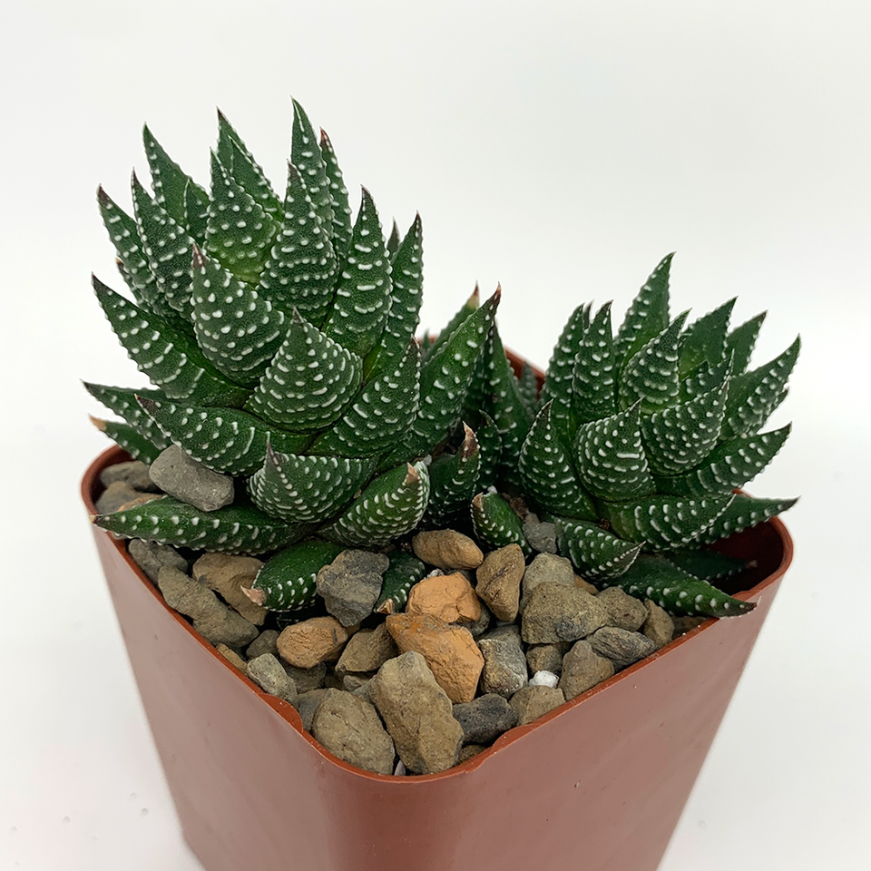 Haworthia coarctata