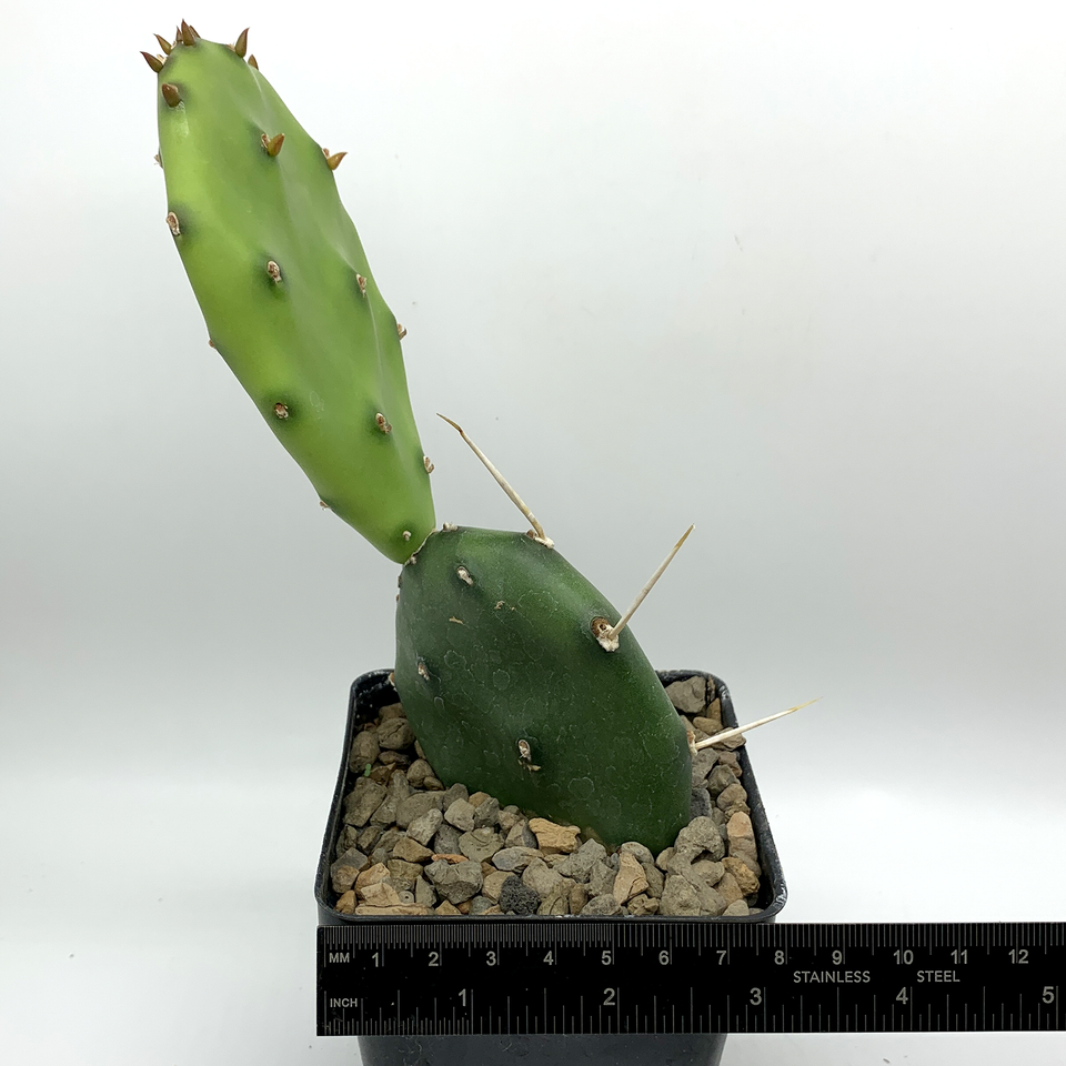 Opuntia quimilo