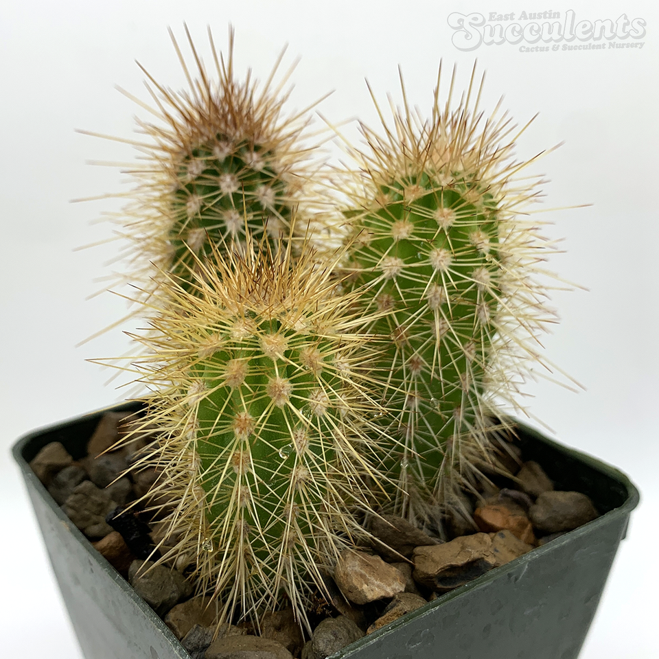 Fresh Restocks - Page 1 - East Austin Succulents