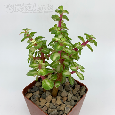 Portulacaria afra 'Medio-Picta' variegated "Rainbow Bush" [Large]