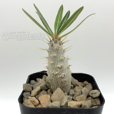 pachypodium4__88493.1703198678