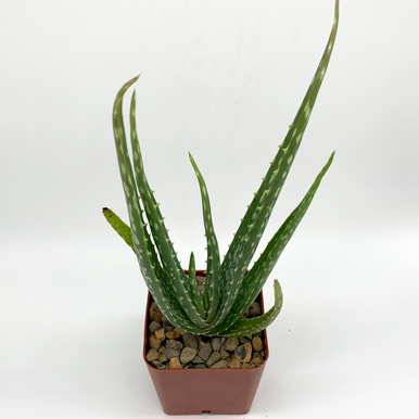 was ist besser hyaluron oder aloe vera Hyaluron Creme Aloe Vera