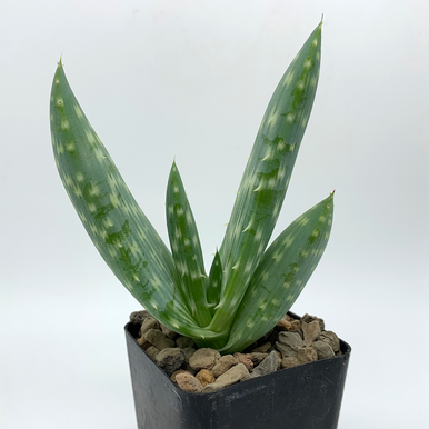 Aloe gariepensis