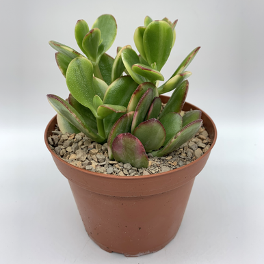 jade plants for sale near me Jade Succulent for Sale | Buy Jade Plant