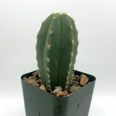 Trichocereus 'Juul's Giant' x scopulicola