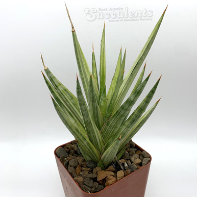 サンスベリア Sansevieria Bonny variegated Sansevieria_francisii_variegat