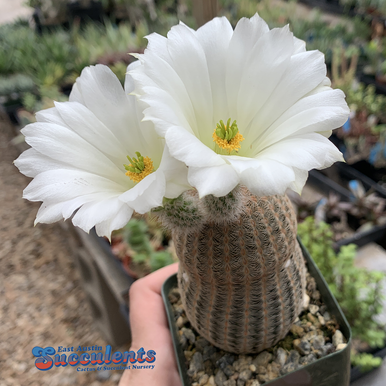 Echinocereus pectinatus albiflorus