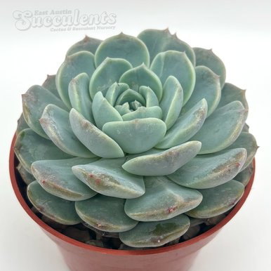 Echeveria macadamia