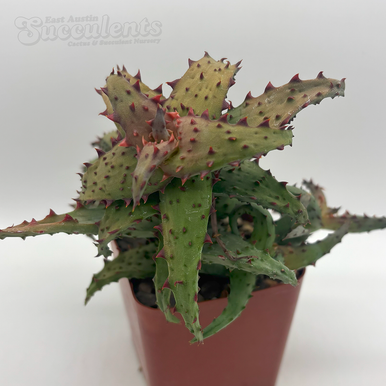 Aloe_castilloniae__40365.