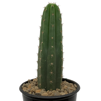 Trichocereus (Echinopsis) bridgesii Bolivian Torch