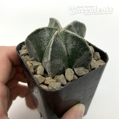 OZWRT (オズワート) Spirit of Astrophytum OZWRT (オズワート) Spirit of Astrophytum