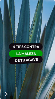 Cuatro tips contra la maleza de tu agave