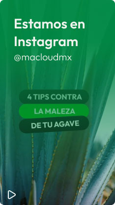 Cuatro tips contra la maleza de tu agave