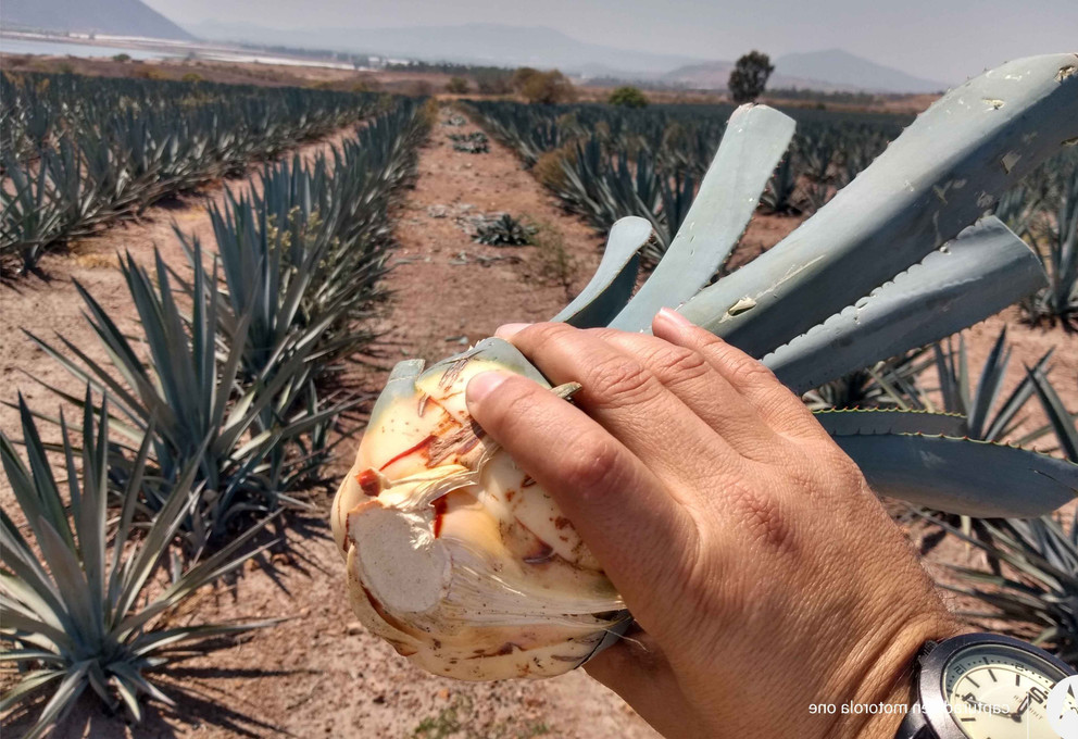 El secreto de los tamaños de hijuelos: Maximizando tu cosecha de Agave Azul