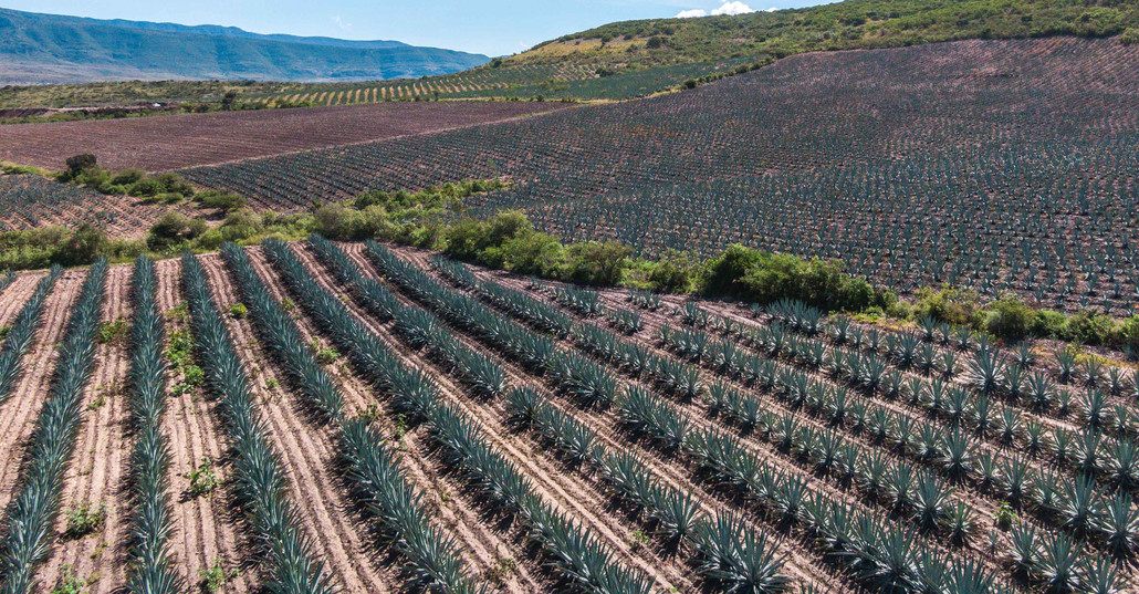 ✅ Optimizando el cultivo de agave con la tecnología de drones ✅