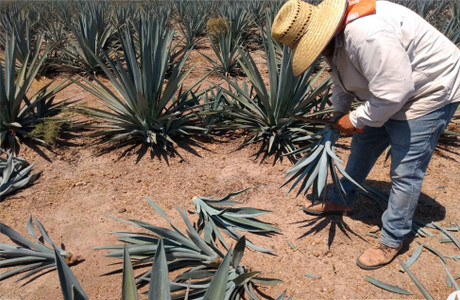 Si cultivas Agave, estas son las 5 recomendaciones clave para el cultivo responsable que tienes que aplicar de aquí  a cierre de año. 
