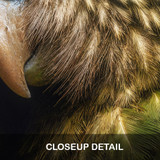 Closeup detail