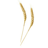 Bamboo Wheat Skewers L:5.9in - 50 pcs