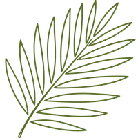 Palm Leaf