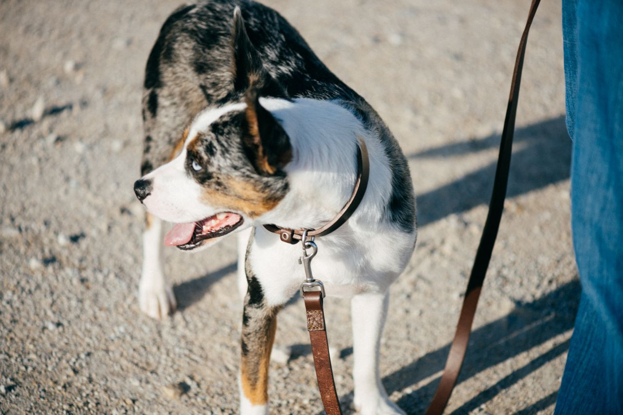 saddleback leather dog collar