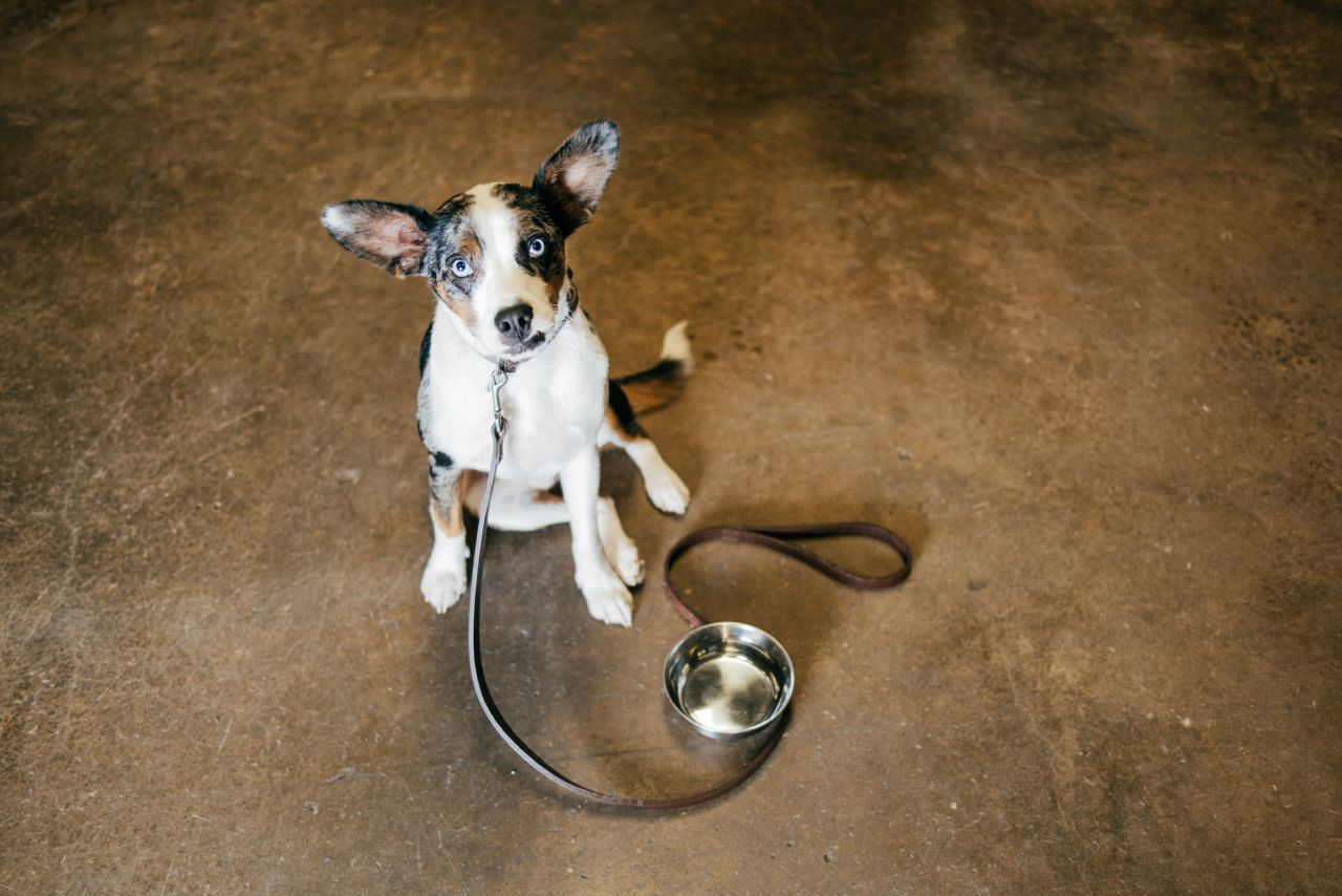 saddleback leather dog collar