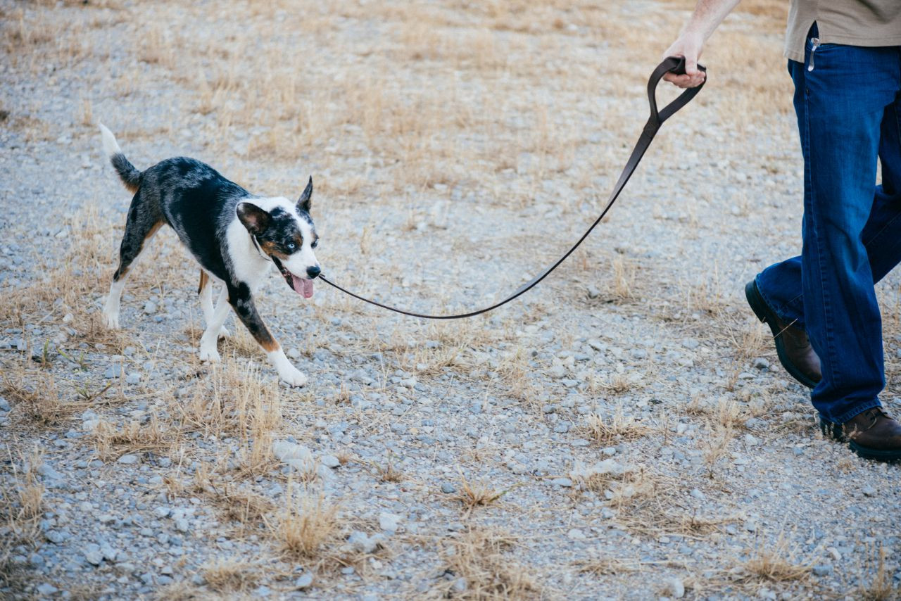 saddleback leather dog collar