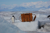 This is a light brown full grain leather briefcase with a penguin in Antarctica.